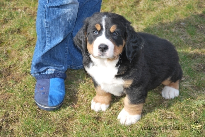 Adoption de mes adorables chiots bouvier bernois