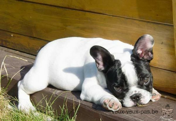 Adorables chiots bouledogues français