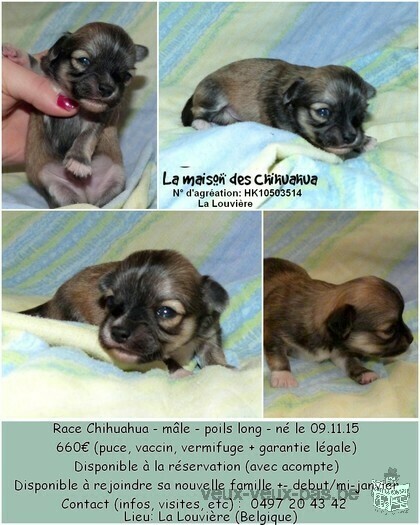 Chihuahua à vendre!