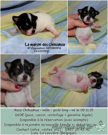 Chihuahua à vendre!