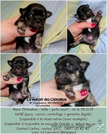 Chihuahua à vendre!