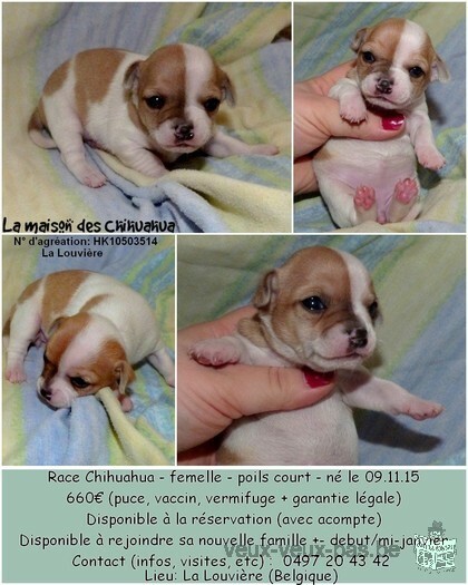 Chihuahua à vendre!