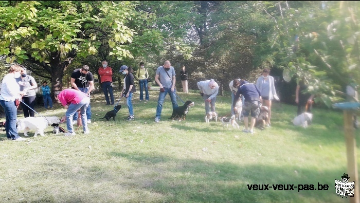 Dressage chien pour une entente parfaite et une complicité .cours particulier .Aussi à domicile