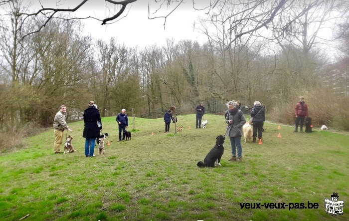 Dressage chien pour une entente parfaite et une complicité .cours particulier .Aussi à domicile