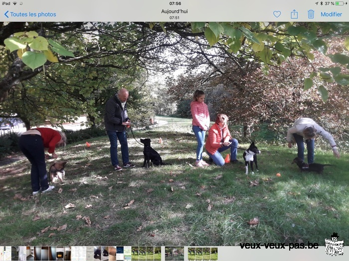 Dressage chien pour une entente parfaite et une complicité .cours particulier .Aussi à domicile