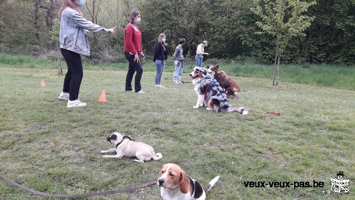 Dressage chien pour une entente parfaite et une complicité .cours particulier .Aussi à domicile