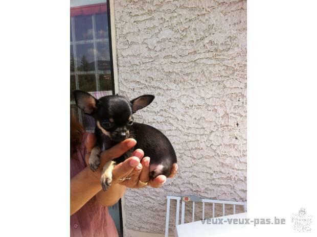 magnifique femelle type chihuahua miniature