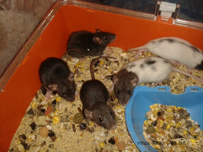 rats de 8 semaines a donner