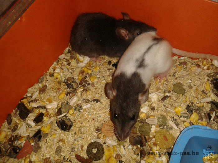 rats de 8 semaines a donner