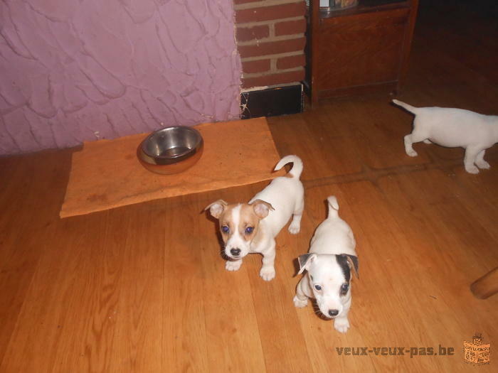 chiot jack russell