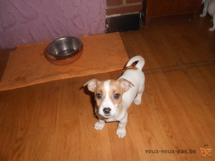 chiot jack russell