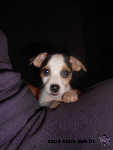 chiot jack russell