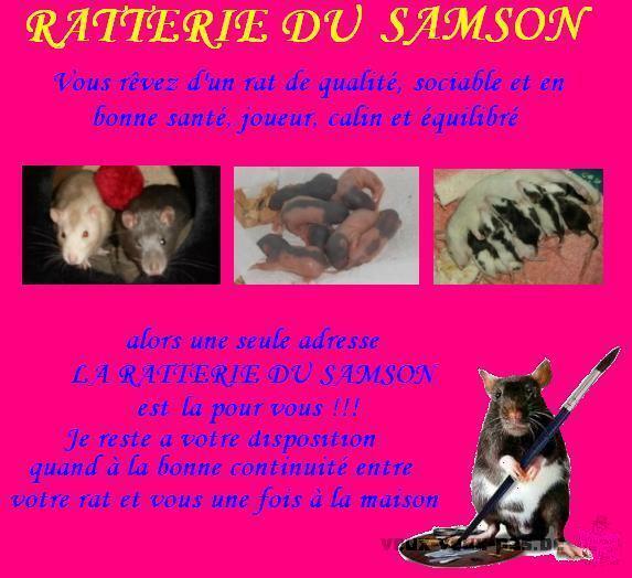 Bébés rats à adopter