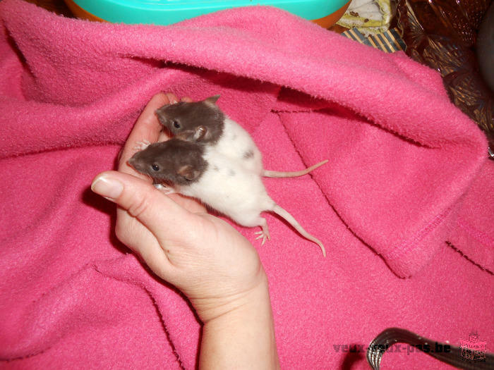 Bébés rats à adopter