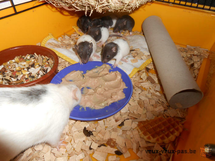 Bébés rats à adopter