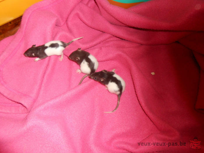 Bébés rats à adopter