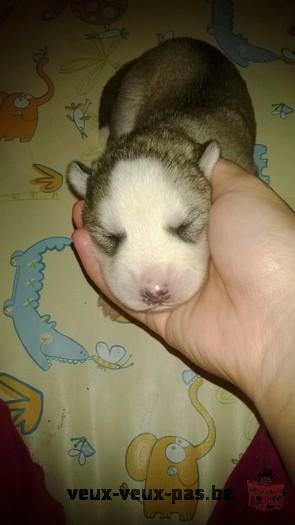 husky de siberie