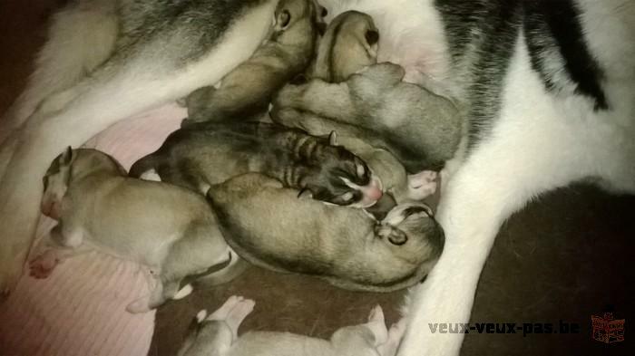 husky de siberie