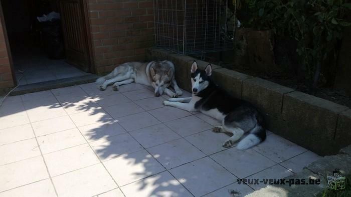 husky de siberie