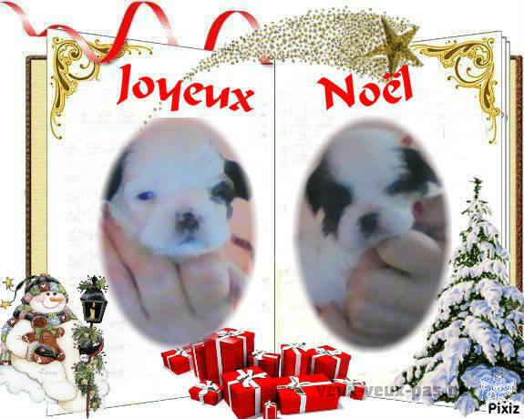 chiots shih tzu à vendre