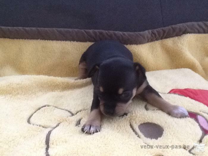 vend chiot femelle chihuahua