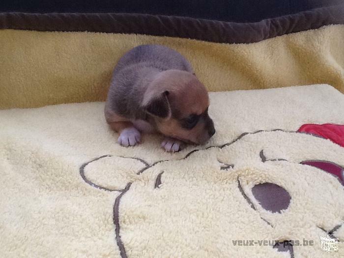 vend chiot femelle chihuahua