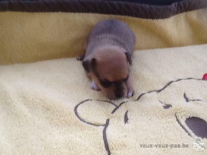 vend chiot femelle chihuahua