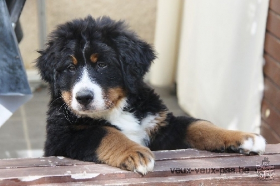 Magnifique Chiot Bouvier Bernois