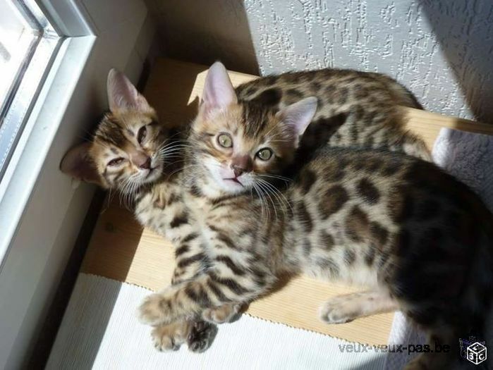 Chatons Bengal