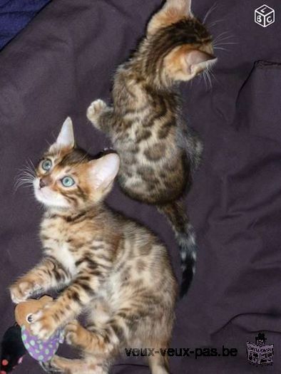 Chatons Bengal