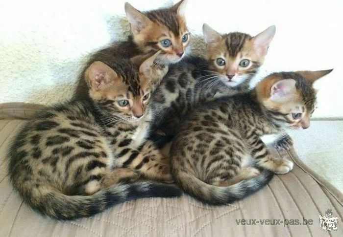 Chatons Bengal