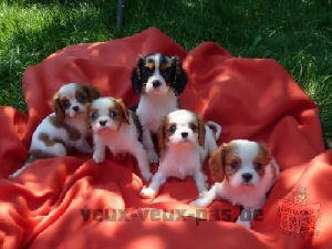 5 adorable chiots cavalier king charles disponible