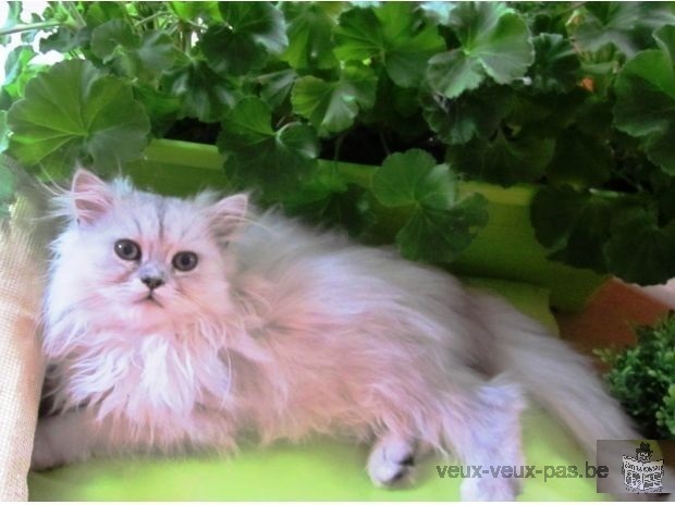 Adorable chaton de type persan chinchilla