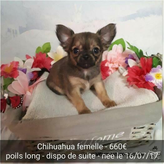 Chihuahuas à vendre