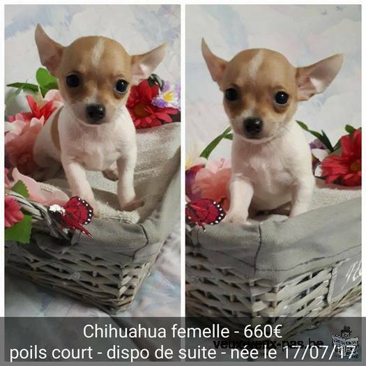Chihuahuas à vendre