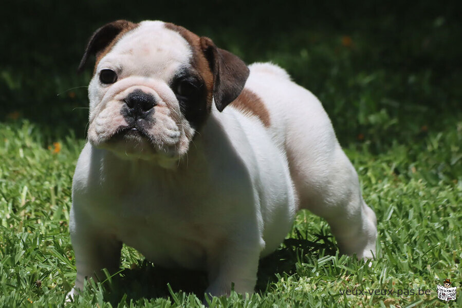 Chiots Bouledogue Anglais Disponibles.