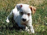 Jack Russell Terrier - Femelle