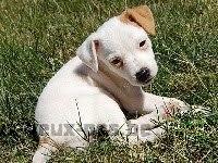 Jack Russell Terrier - Femelle