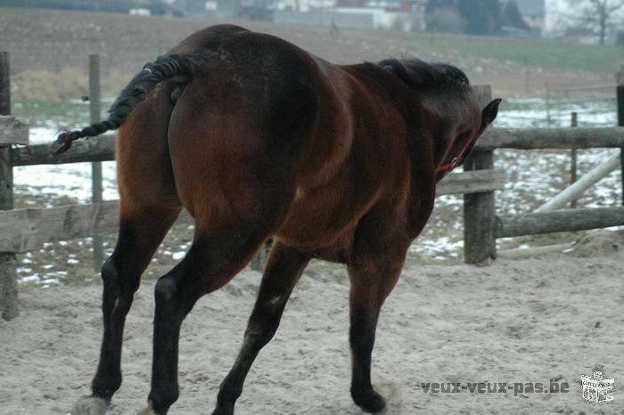 Quarter Horse brown