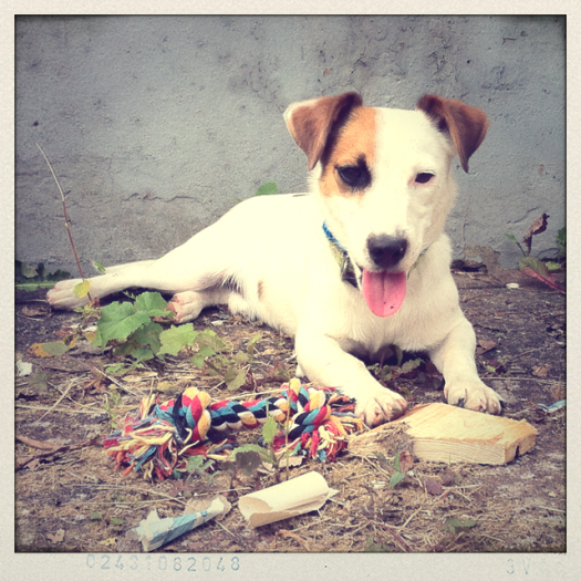 jack russell a vendre a athus province de luxembourg